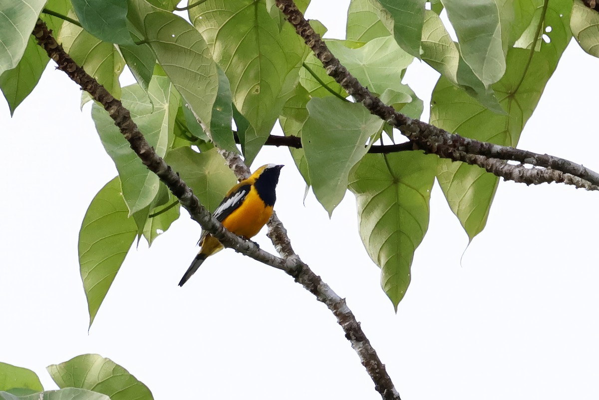 Golden Cuckooshrike - ML646115836