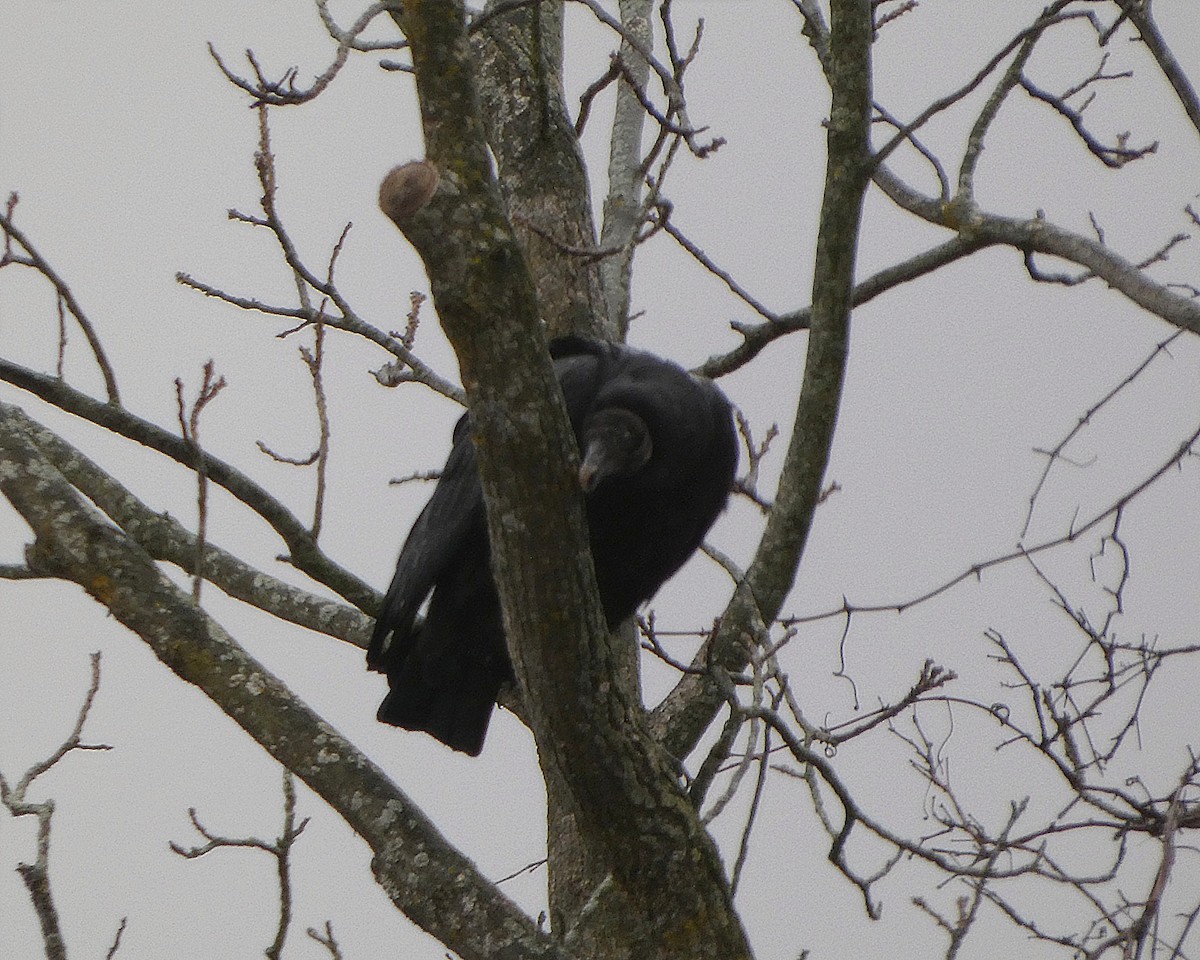 Black Vulture - ML646115848