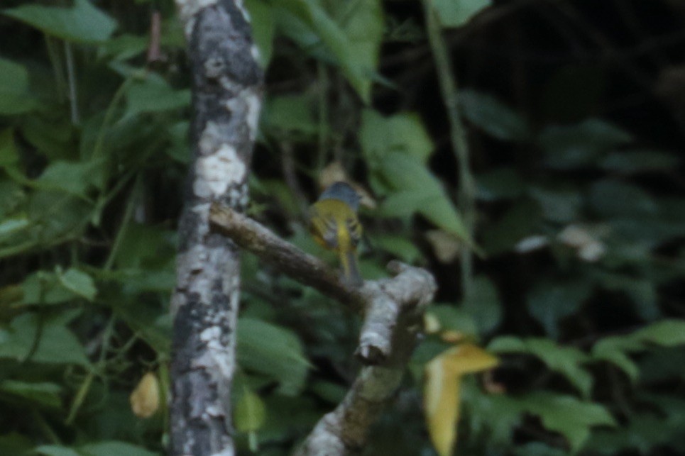 Канарниця сіроголова - ML646115856