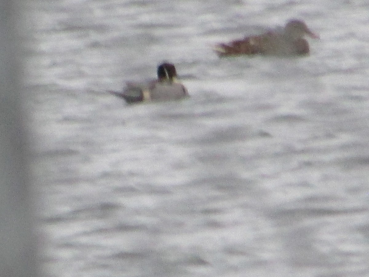 Шилохвіст північний - ML646115857