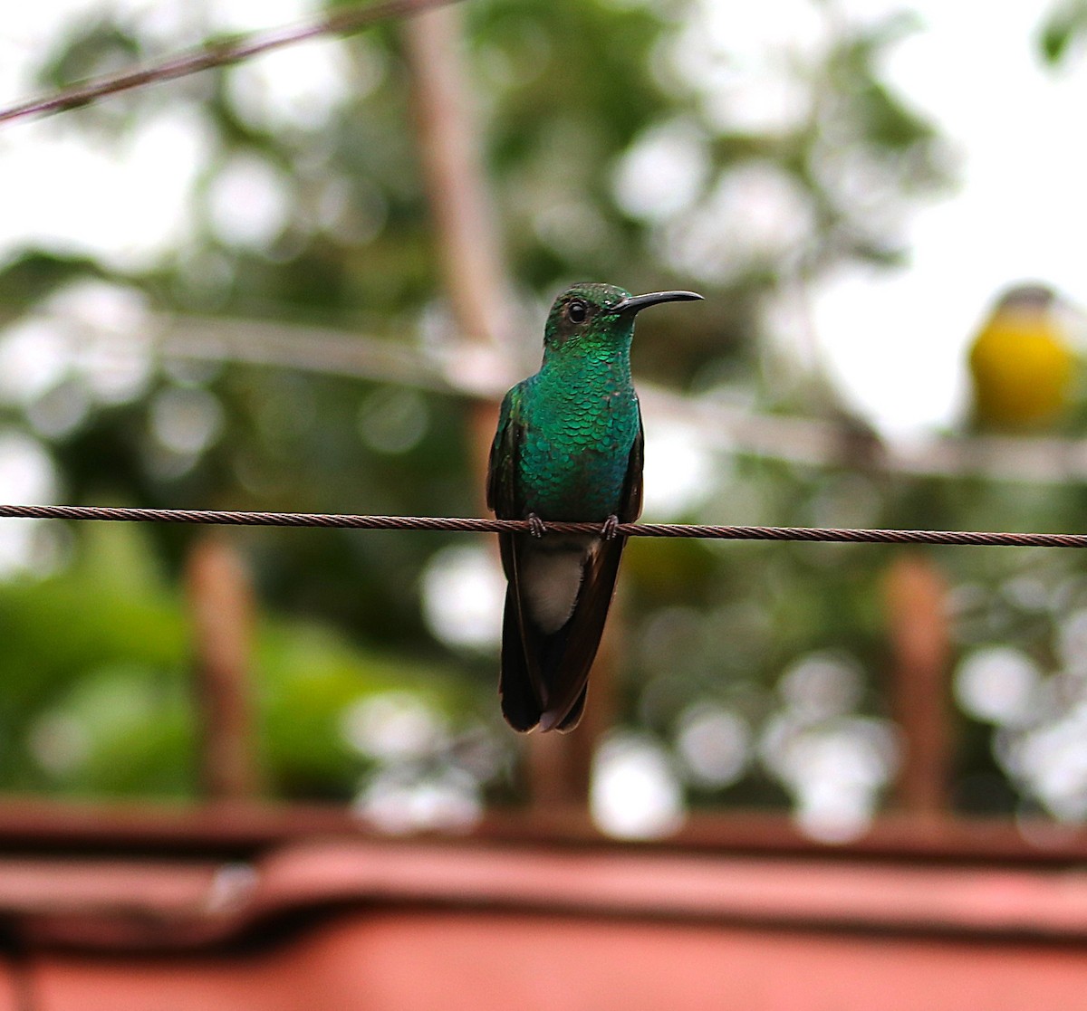 Колібрі-білогуз синьохвостий - ML646115858