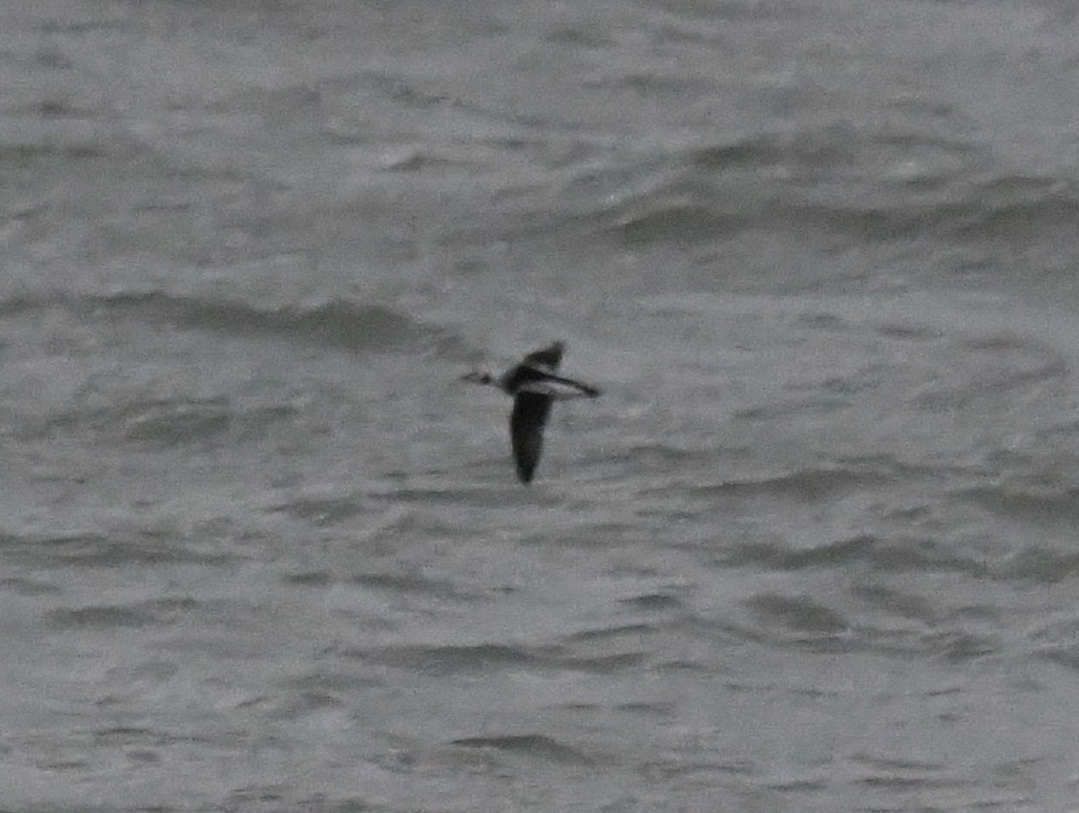 Морянка - ML646115859