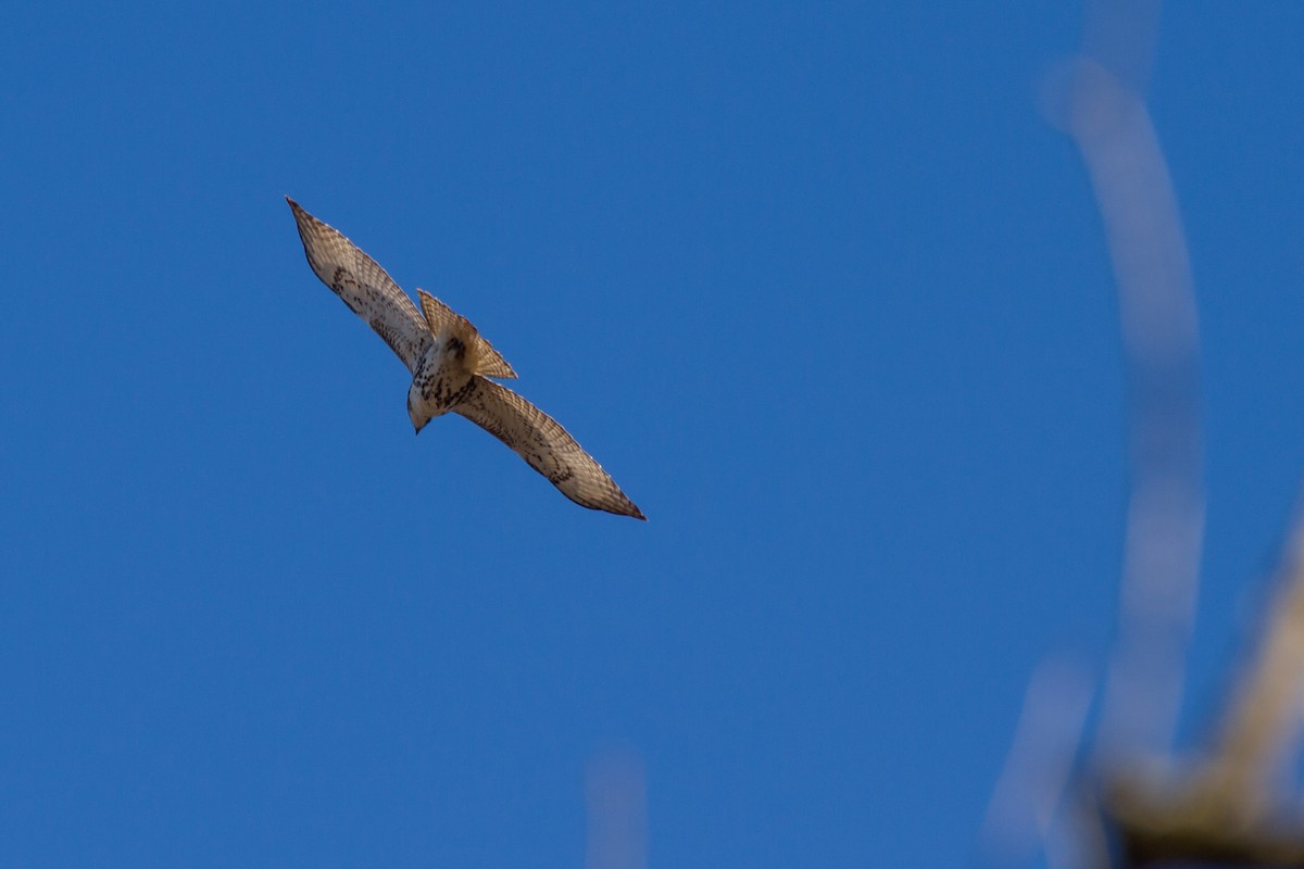 Канюк неоарктичний - ML646115860