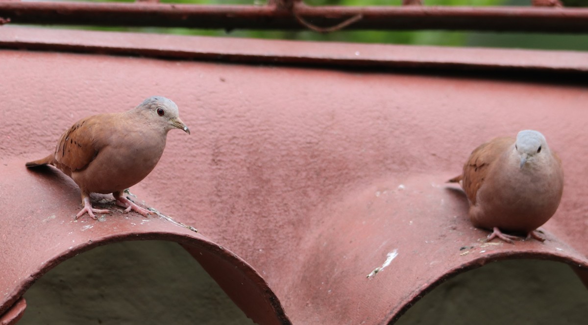 Талпакоті коричневий - ML646115861