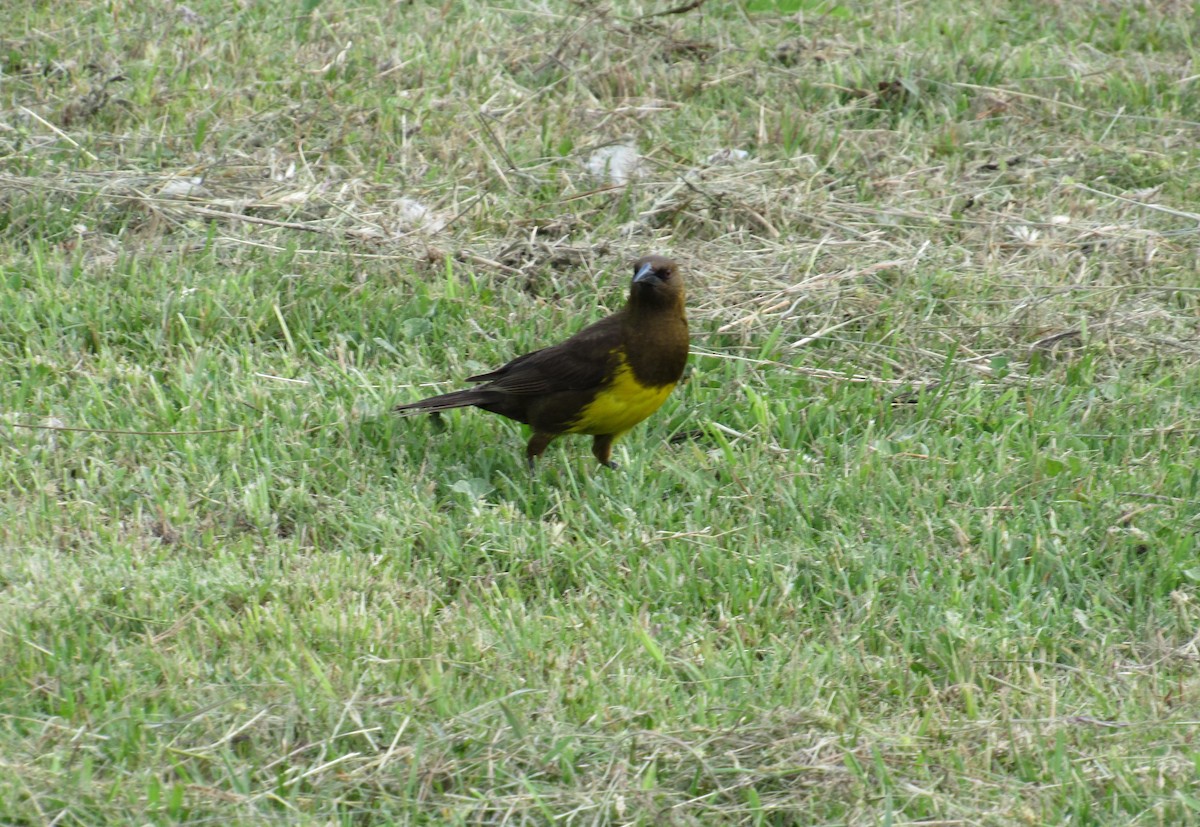 Мочарець бронзовий - ML646115862