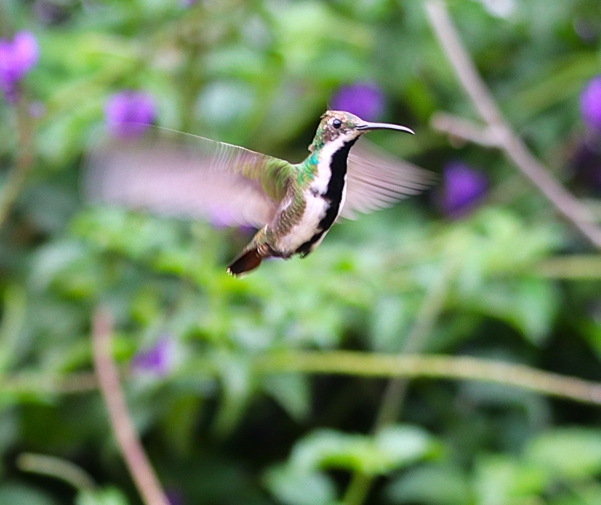 Колібрі-манго чорногорлий - ML646115863