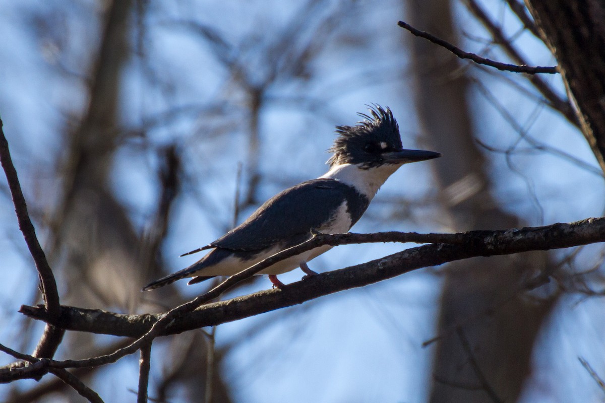 Рибалочка-чубань північний - ML646115864