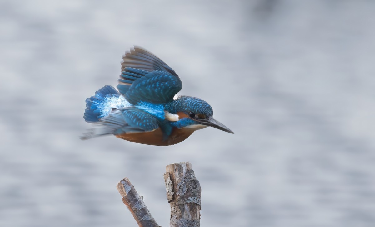 Рибалочка блакитний - ML646115865