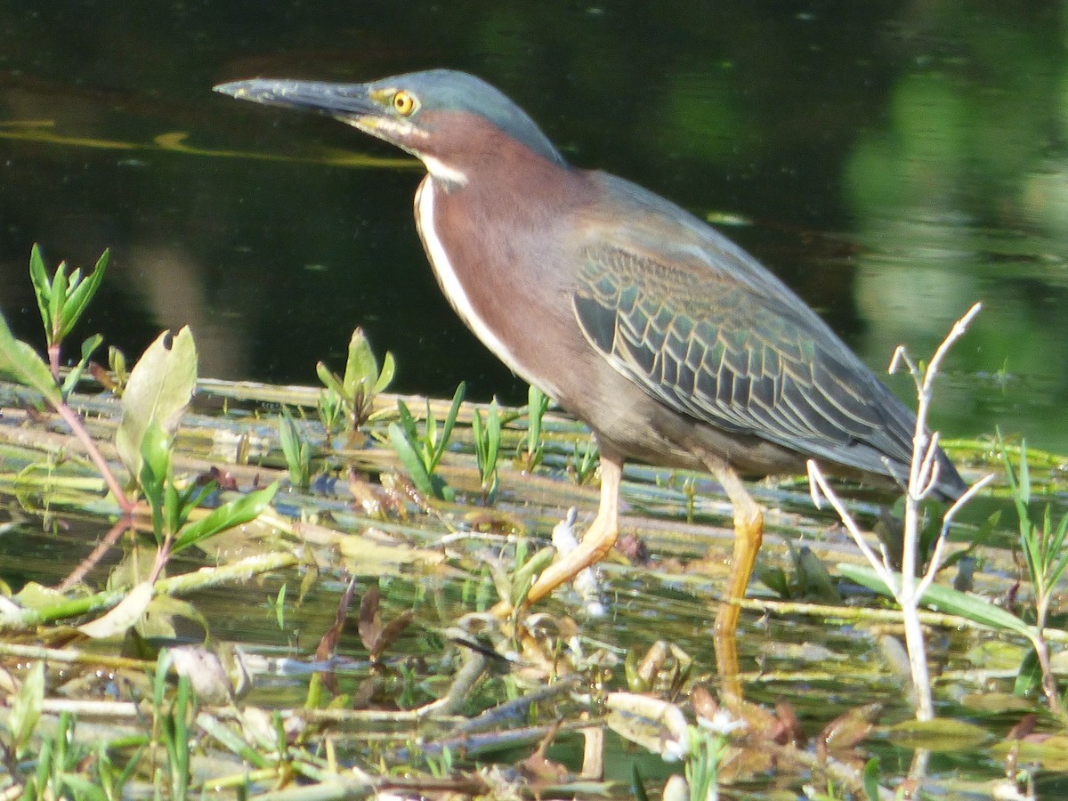 Чапля зелена - ML646115866