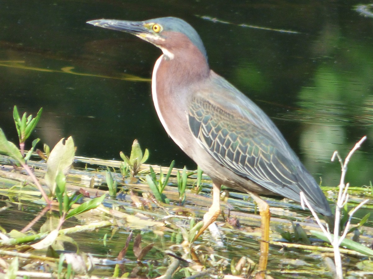 Чапля зелена - ML646115867