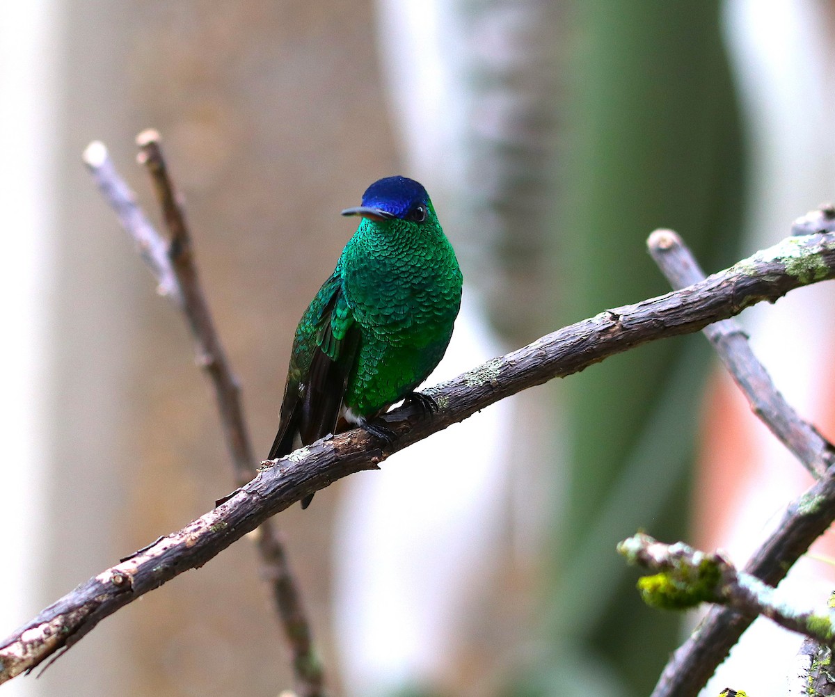 Амазилія-берил сапфіроволоба - ML646115868