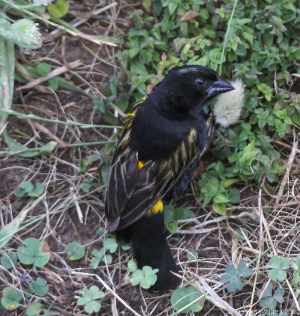 Вайдаг товстодзьобий - ML646115869