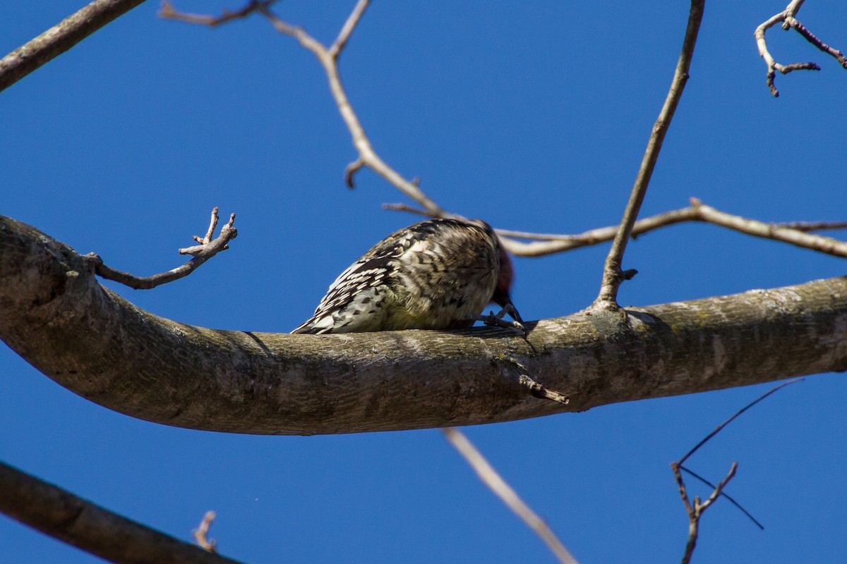 Дятел-смоктун жовточеревий - ML646115870