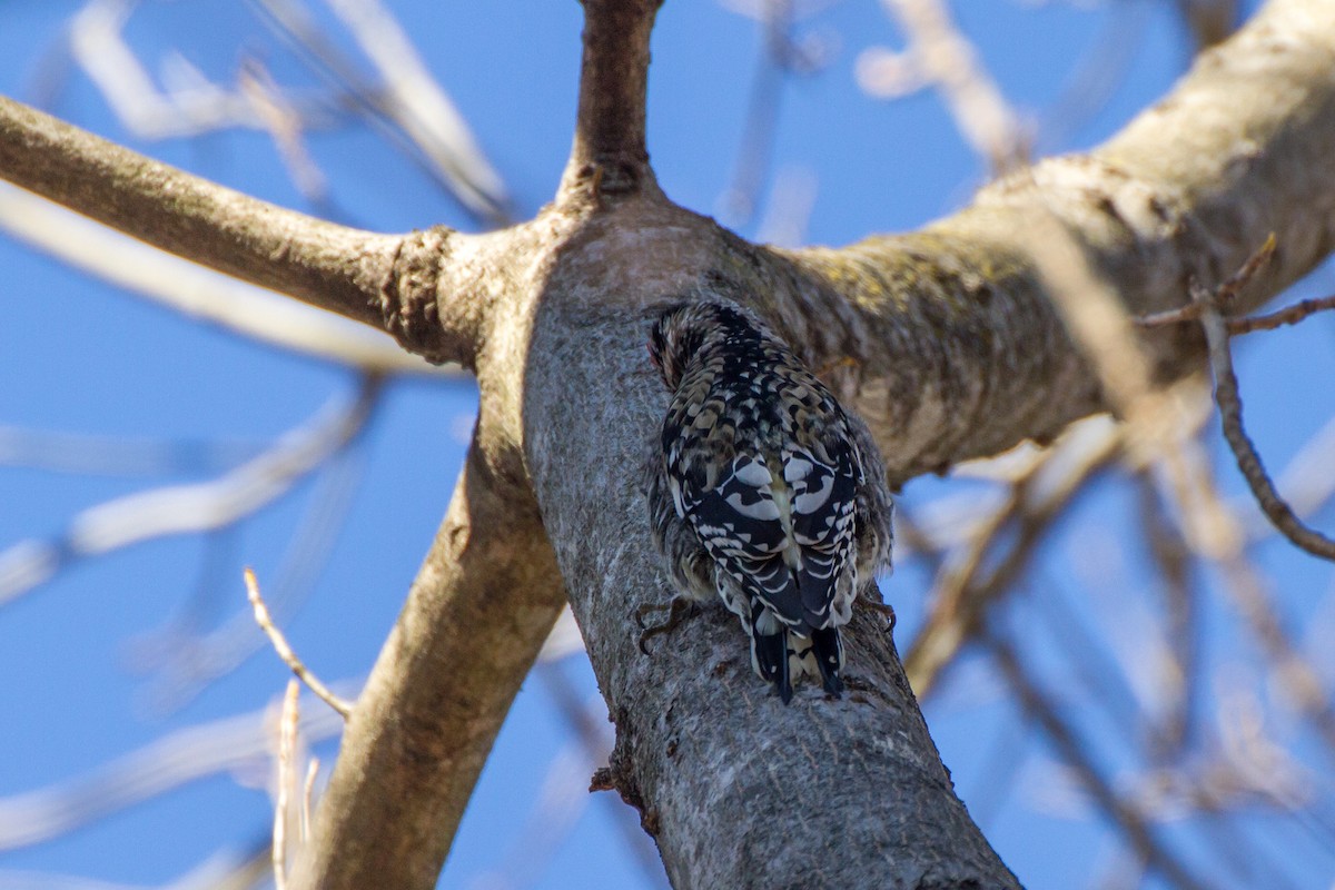 Дятел-смоктун жовточеревий - ML646115871