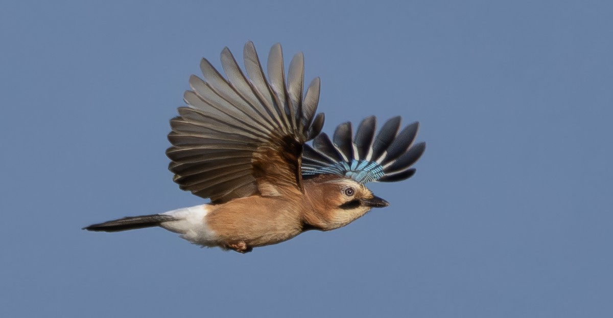 Сойка звичайна - ML646115872