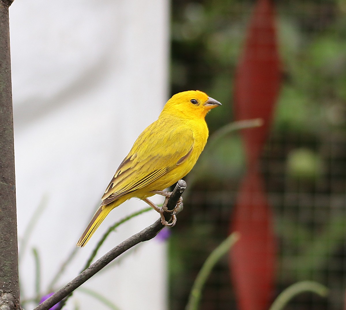 Посвірж золотоголовий - ML646115873