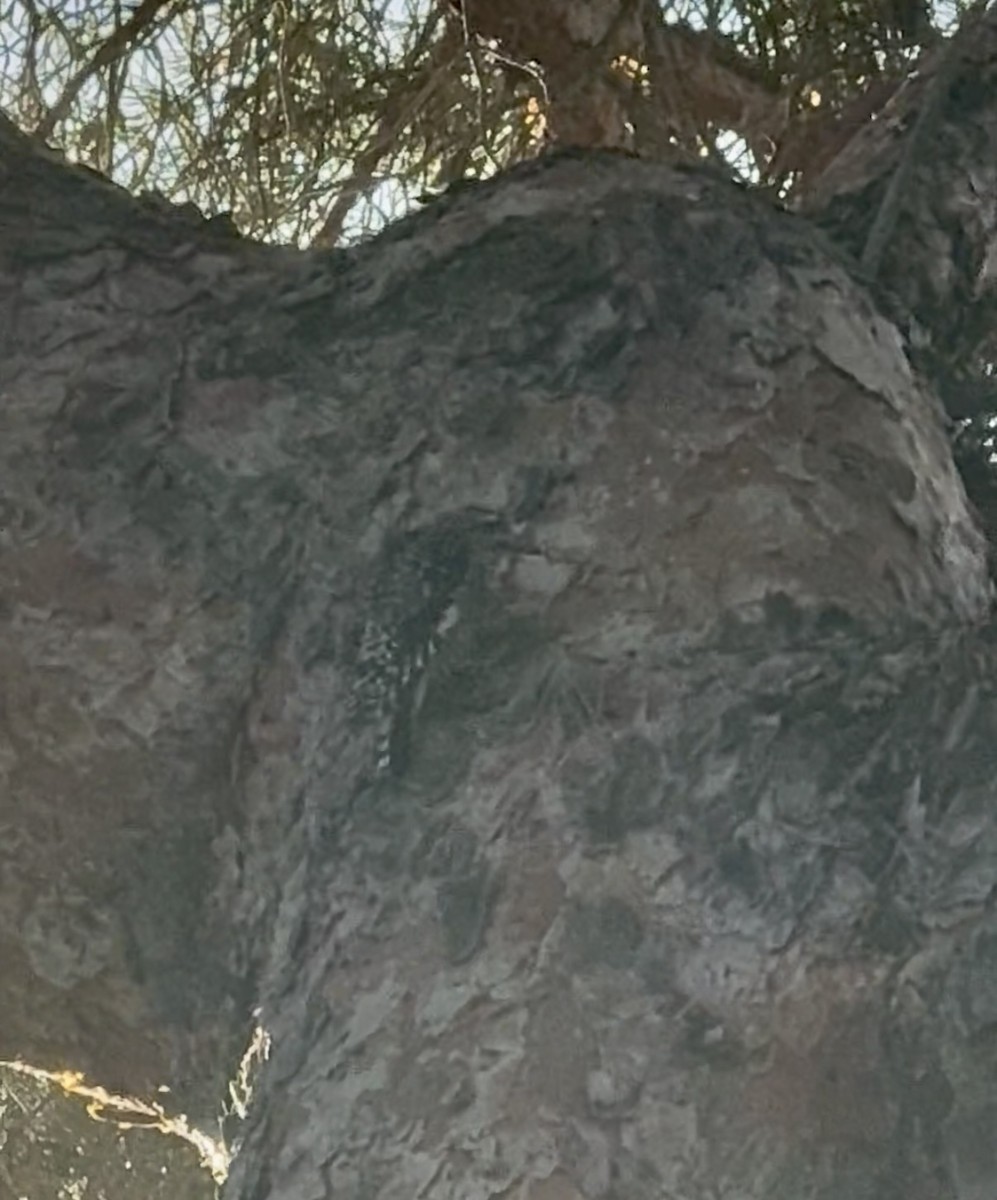 Yellow-bellied Sapsucker - ML646115874