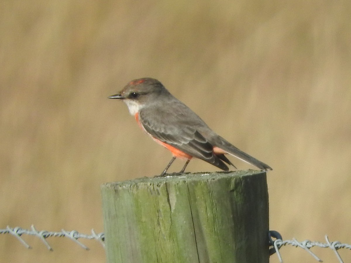 Москверо вогнистий - ML646115875