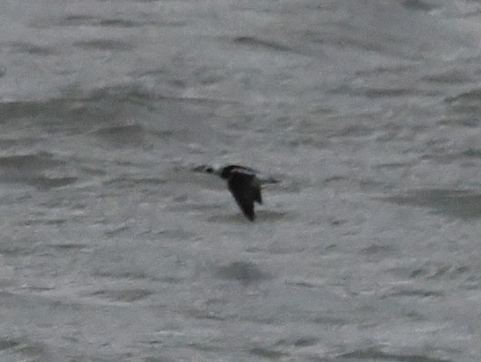 Морянка - ML646115877