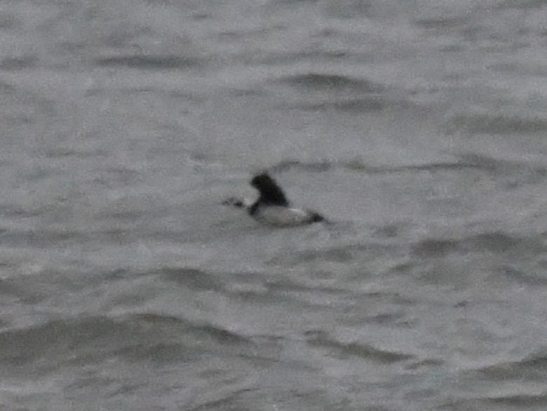 Морянка - ML646115878