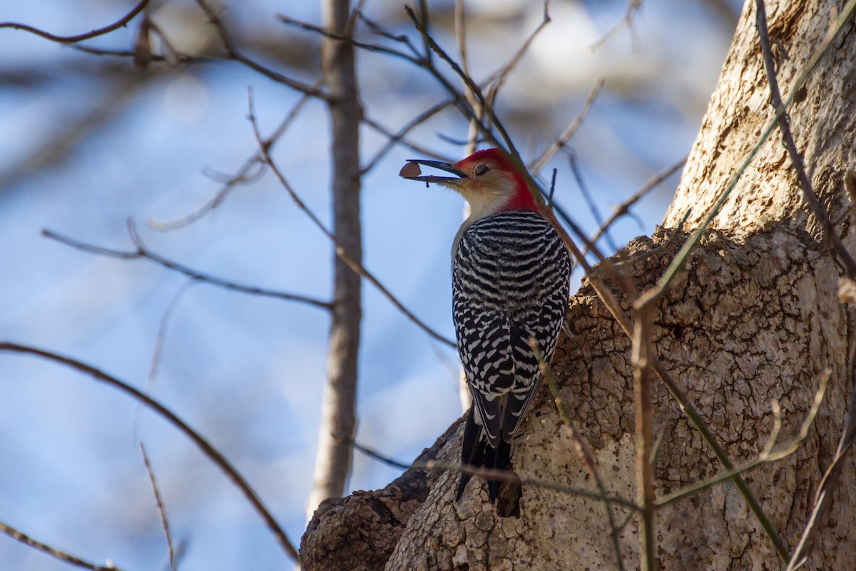 Гіла каролінська - ML646115879