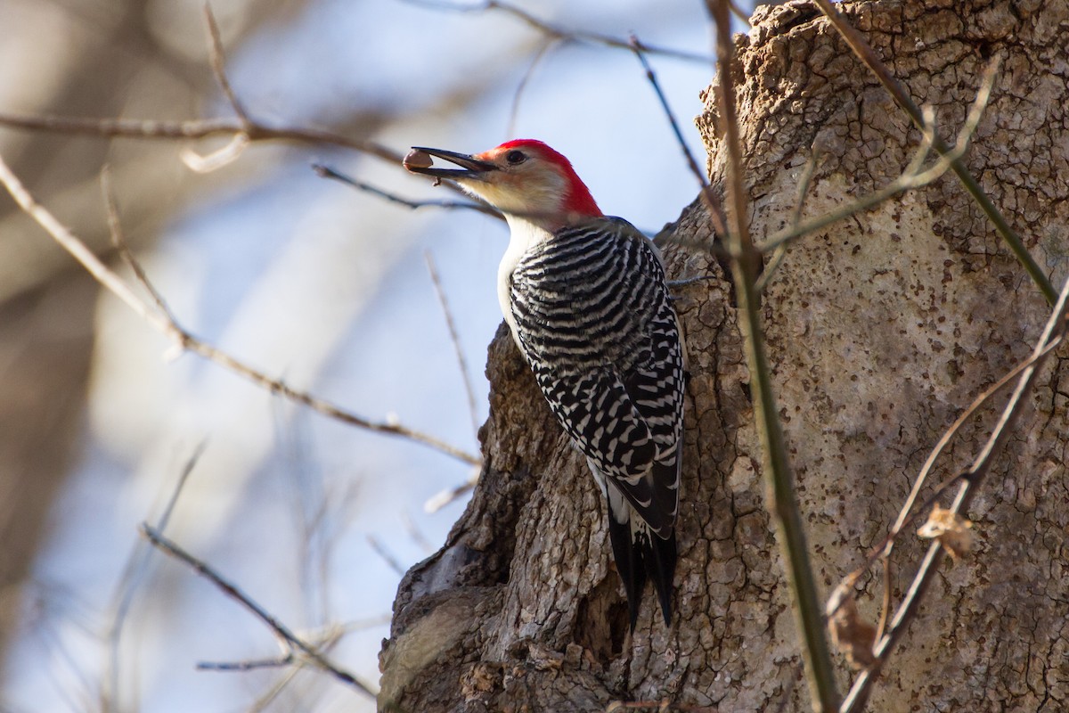 Гіла каролінська - ML646115880