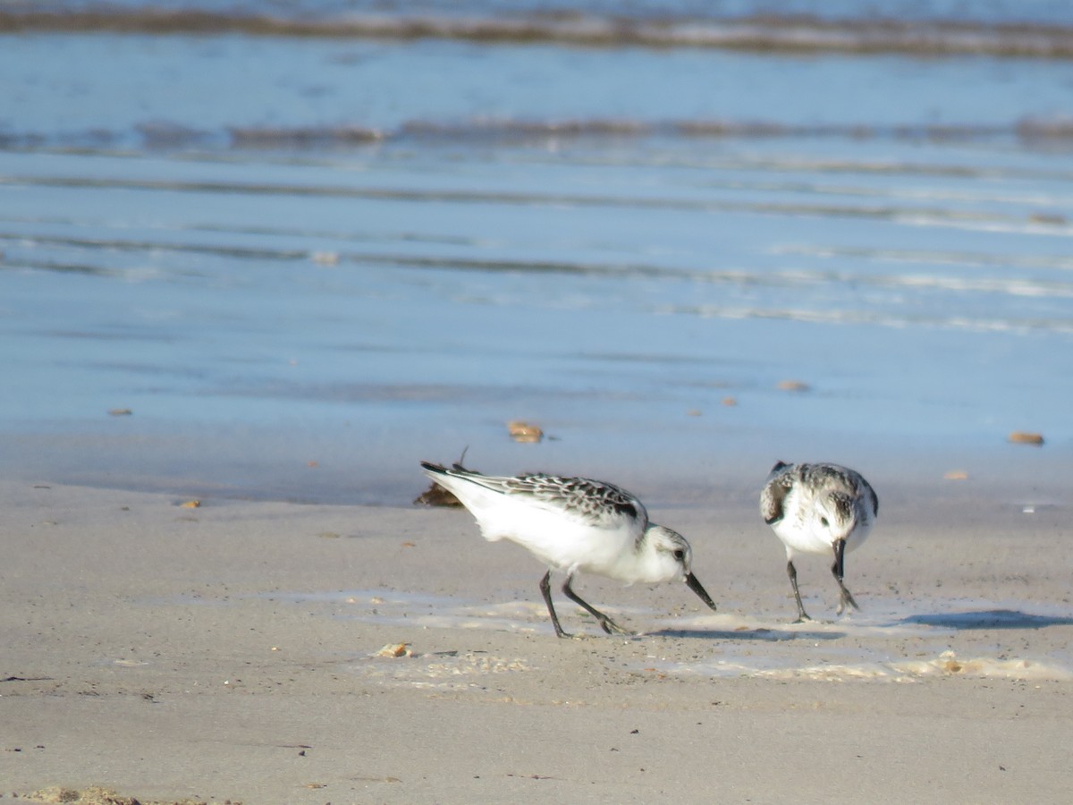Побережник білий - ML646115881