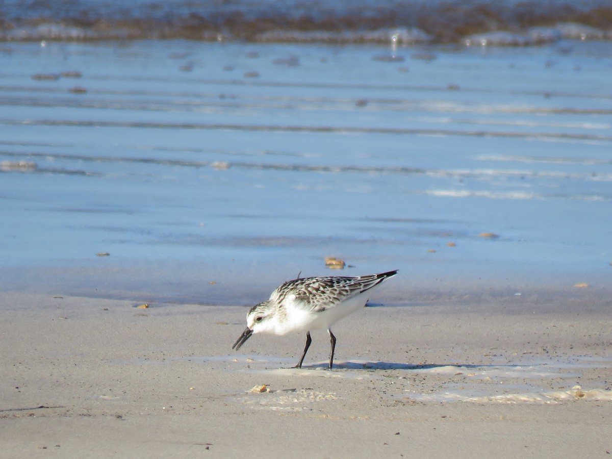 Побережник білий - ML646115882