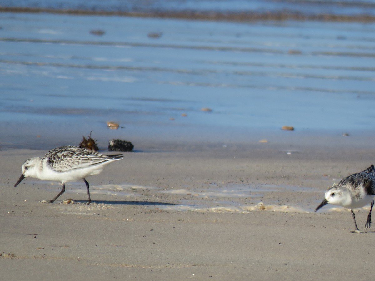Побережник білий - ML646115883