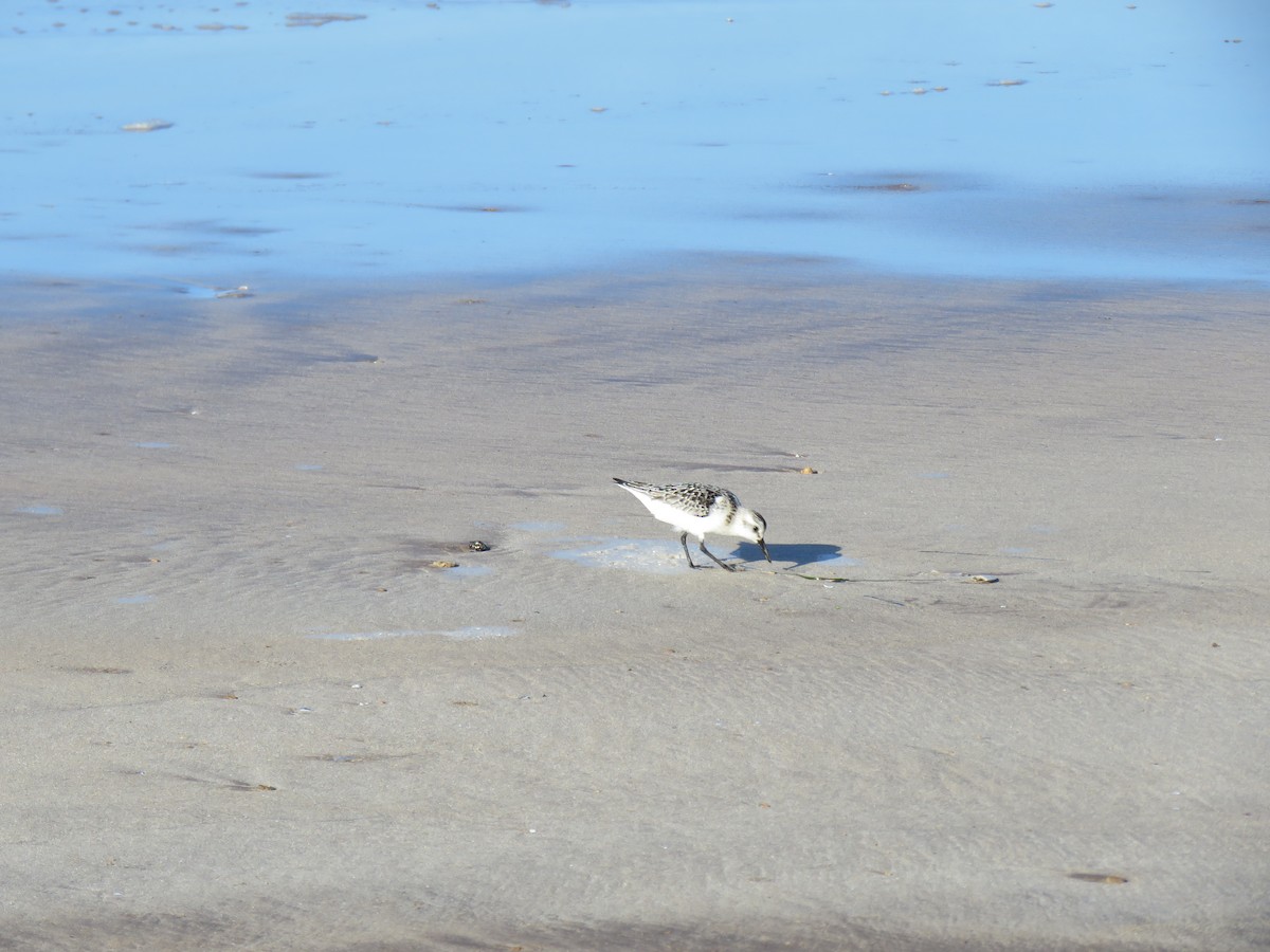 Побережник білий - ML646115884