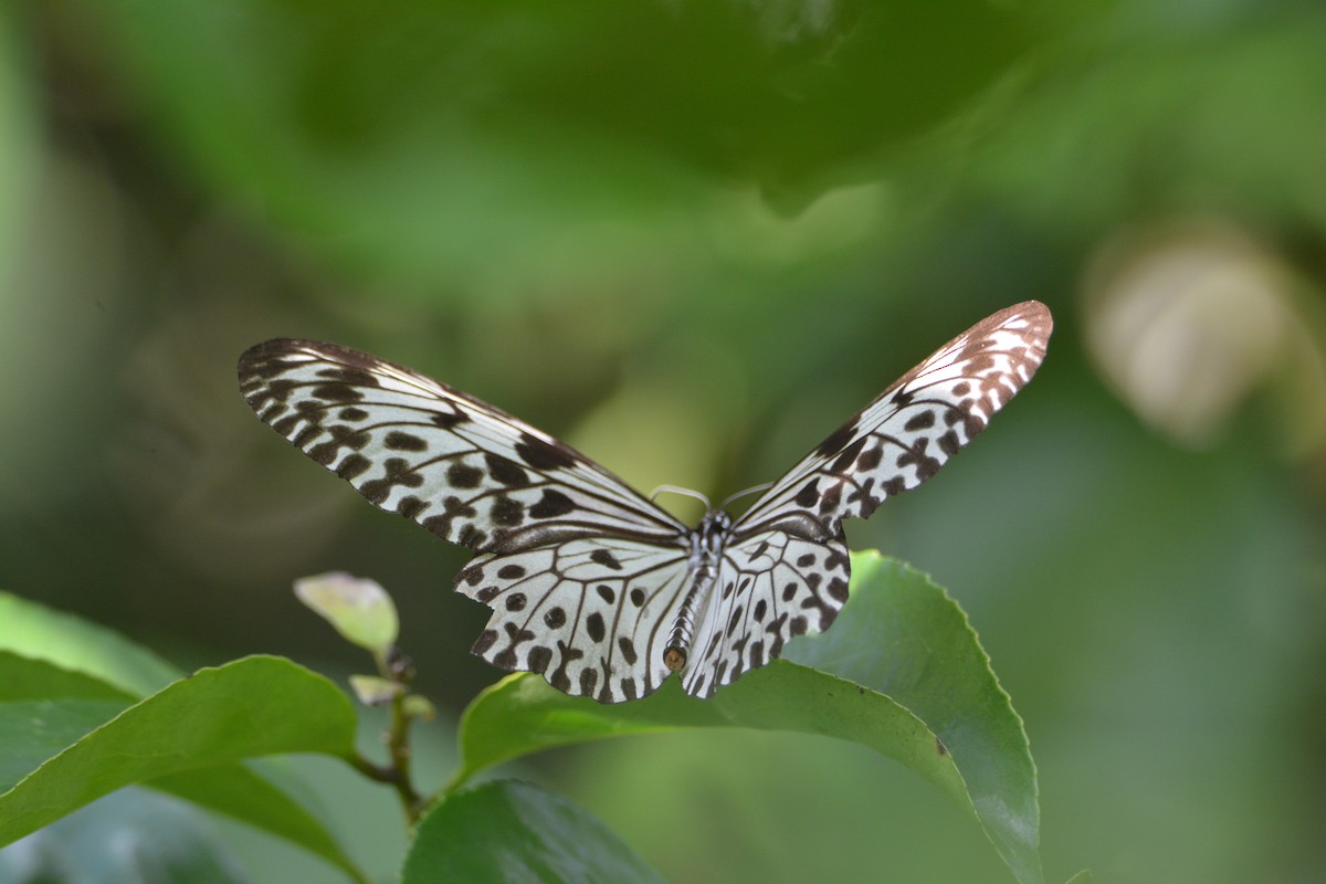 Ceylon Tree Nymph - ML646115886