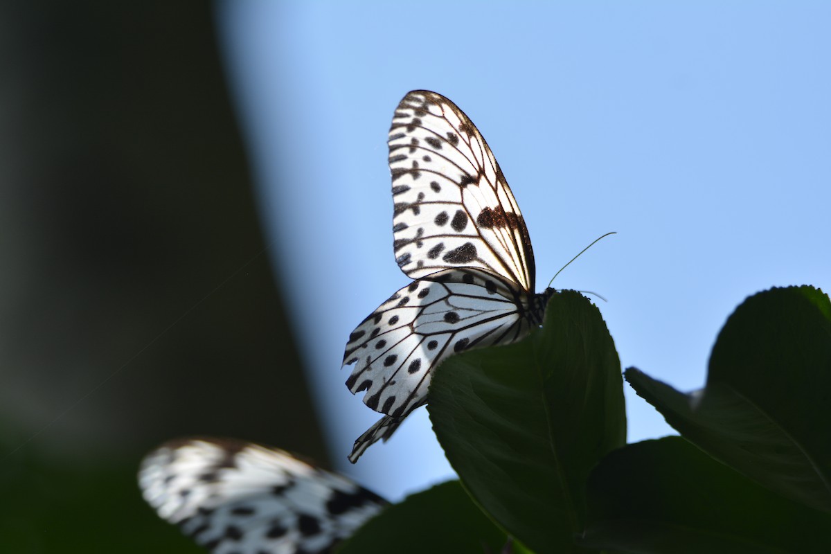 Ceylon Tree Nymph - ML646115887