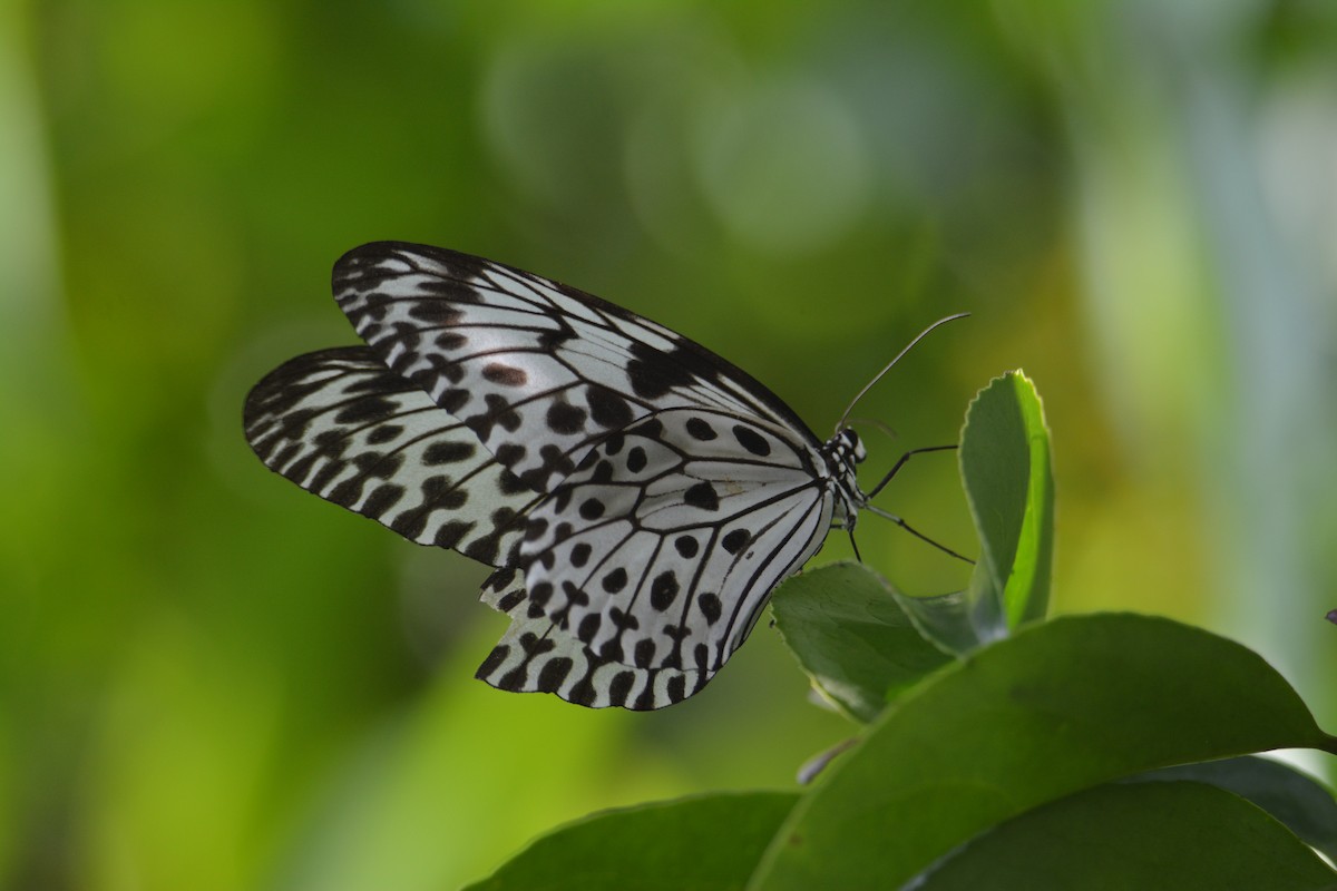 Ceylon Tree Nymph - ML646115890