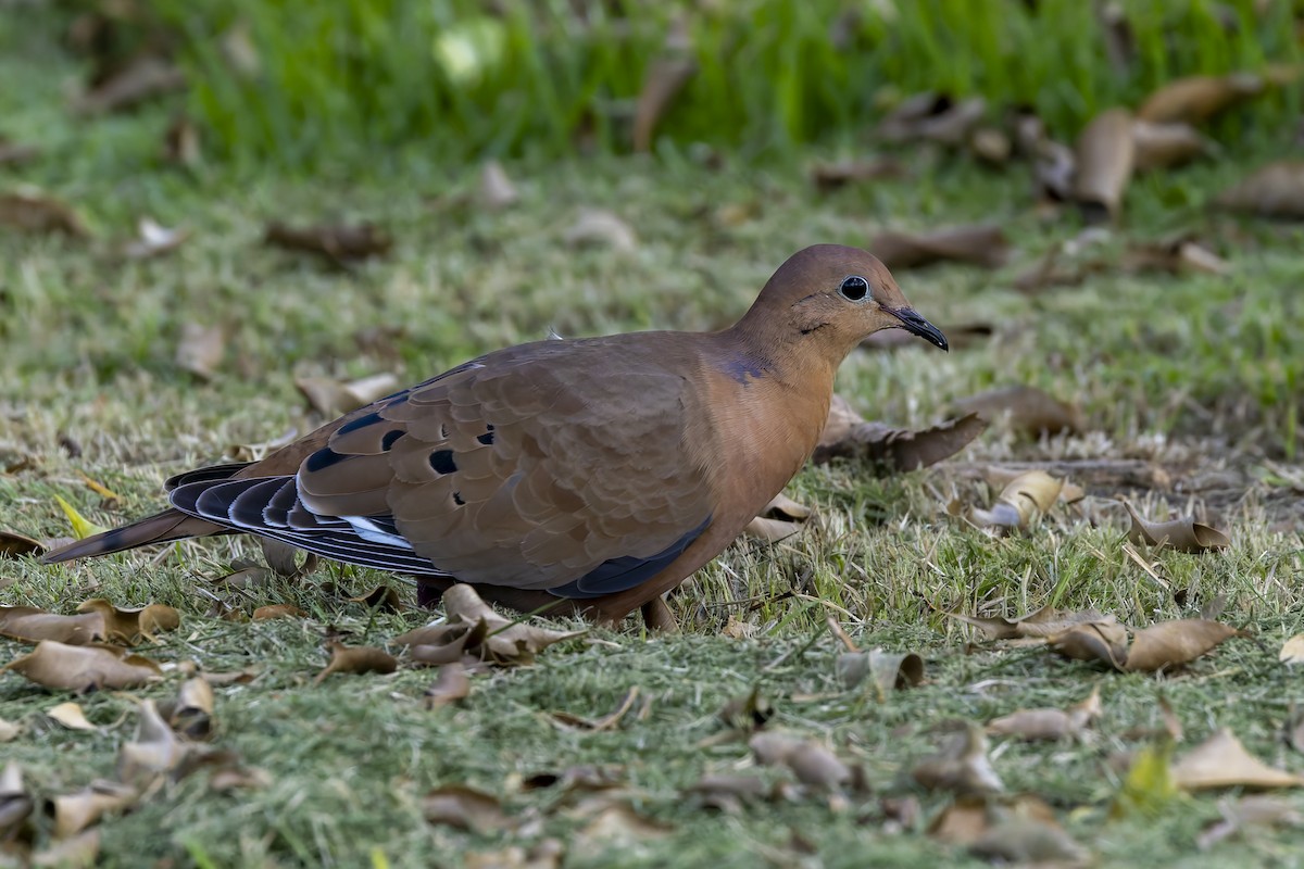 Zenaida Dove - ML646115891