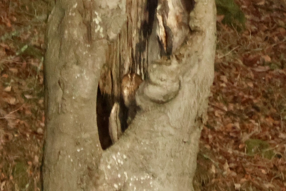 Tawny Owl - ML646115893