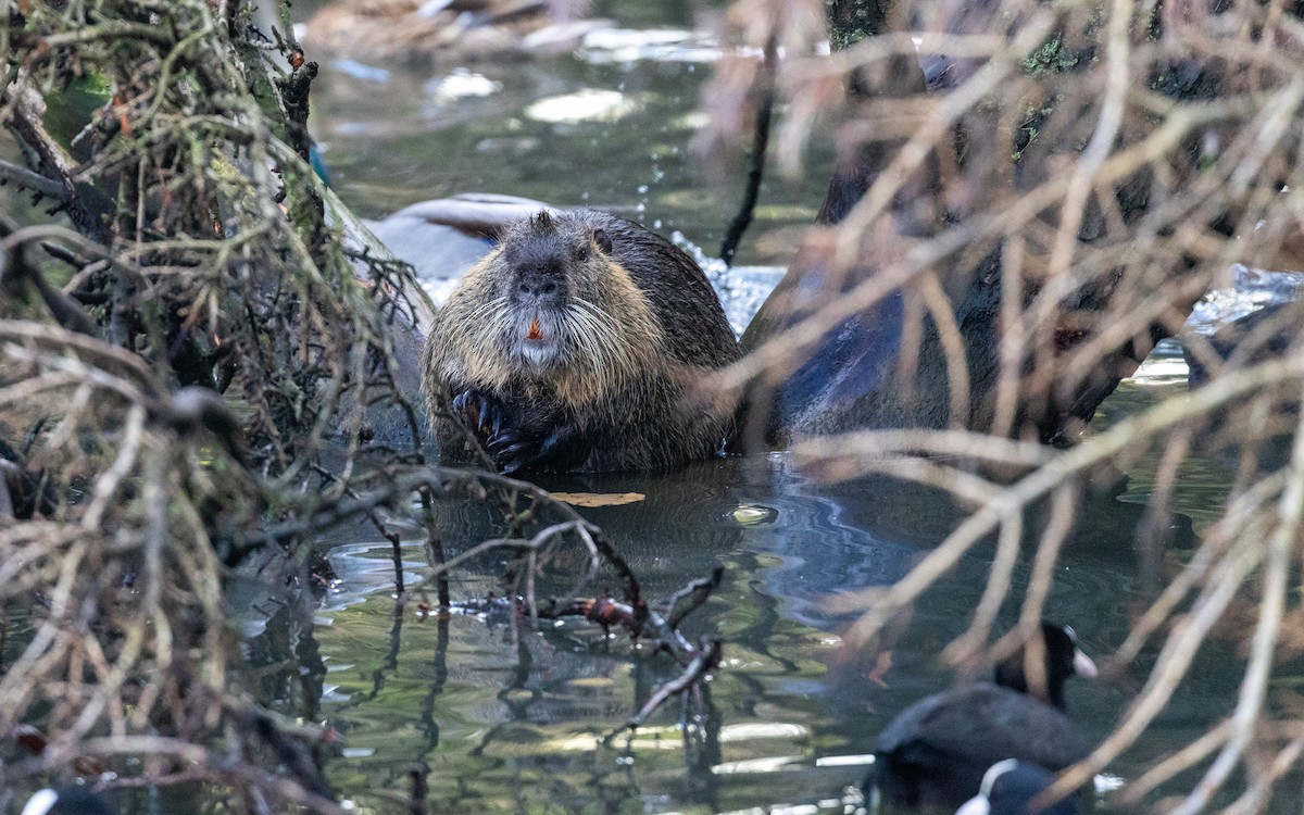 Coypu - ML646115895