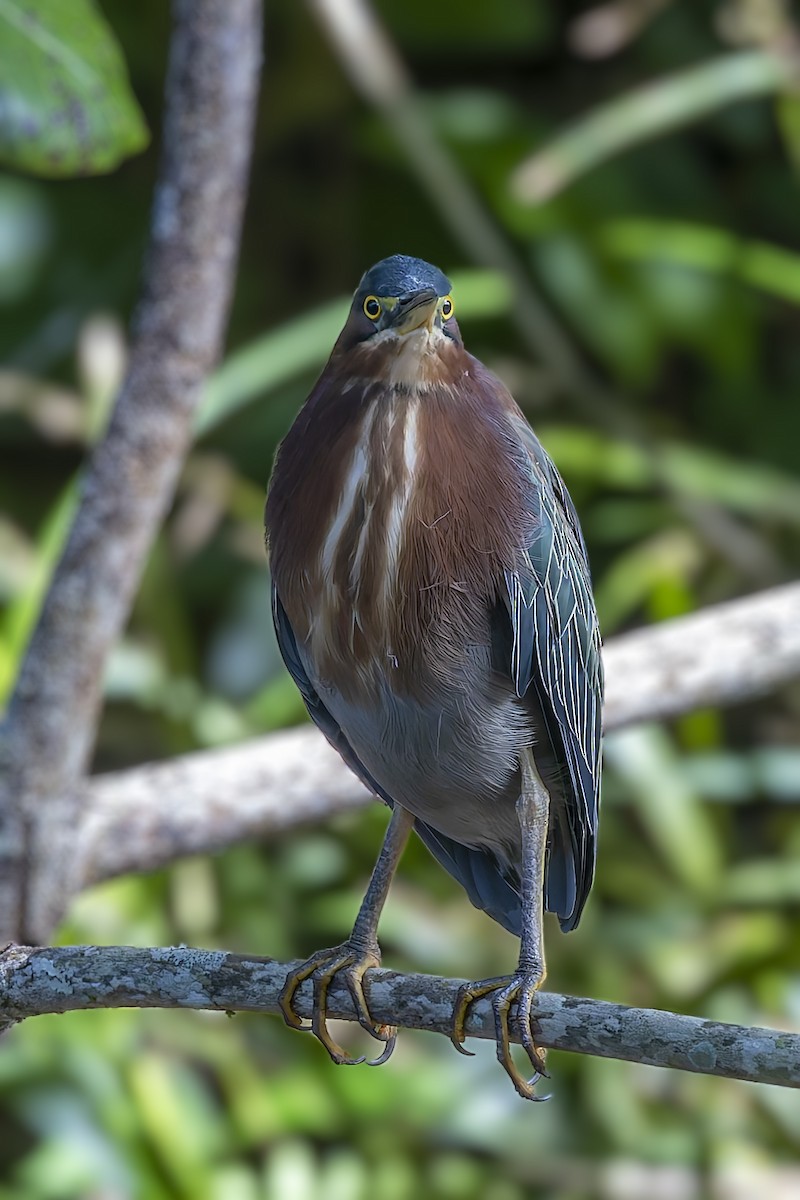 Green Heron - ML646115905