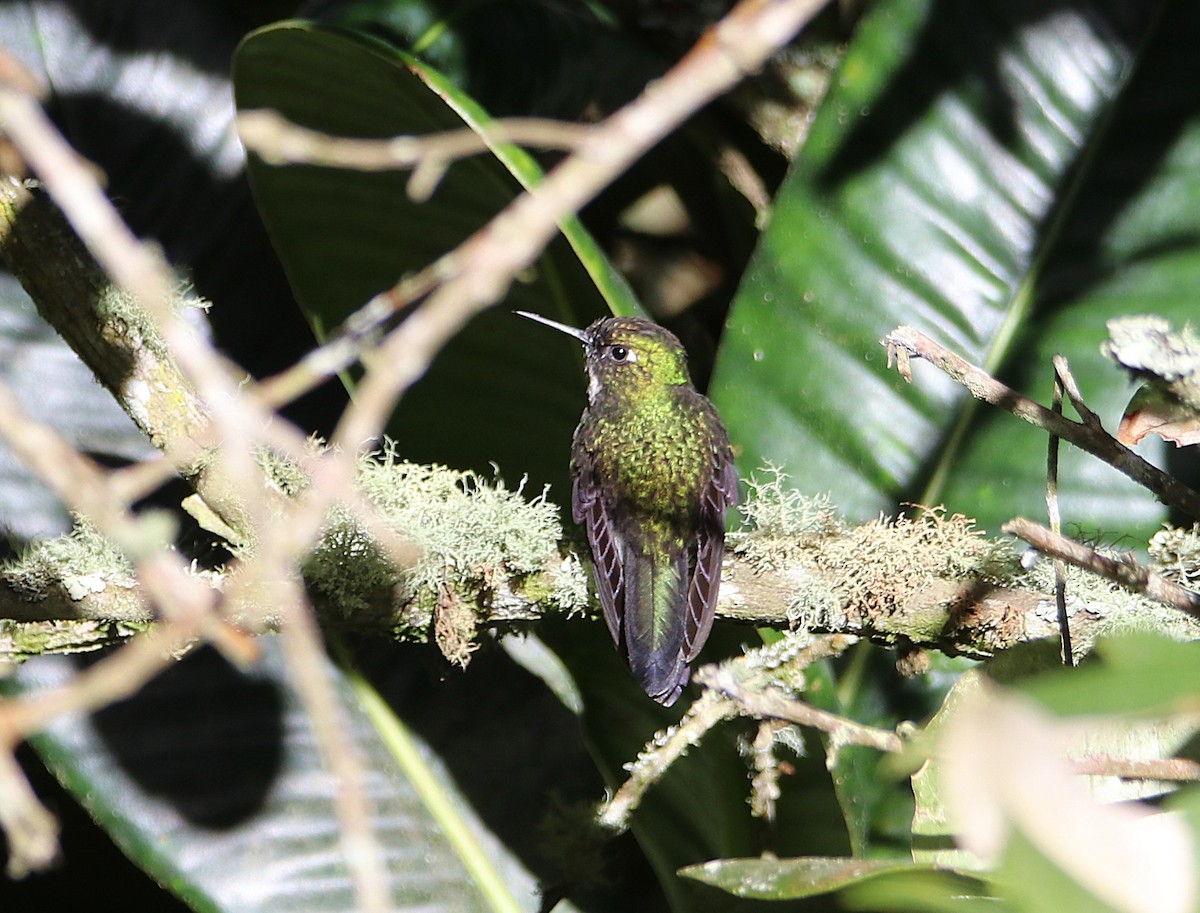 Tourmaline Sunangel - ML646115909