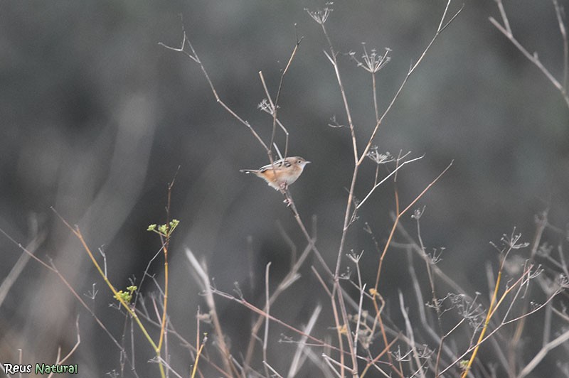 Zitting Cisticola - ML646115910