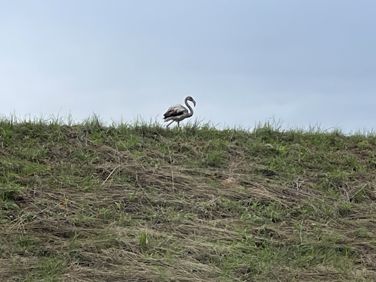 Greater Flamingo - ML646115911