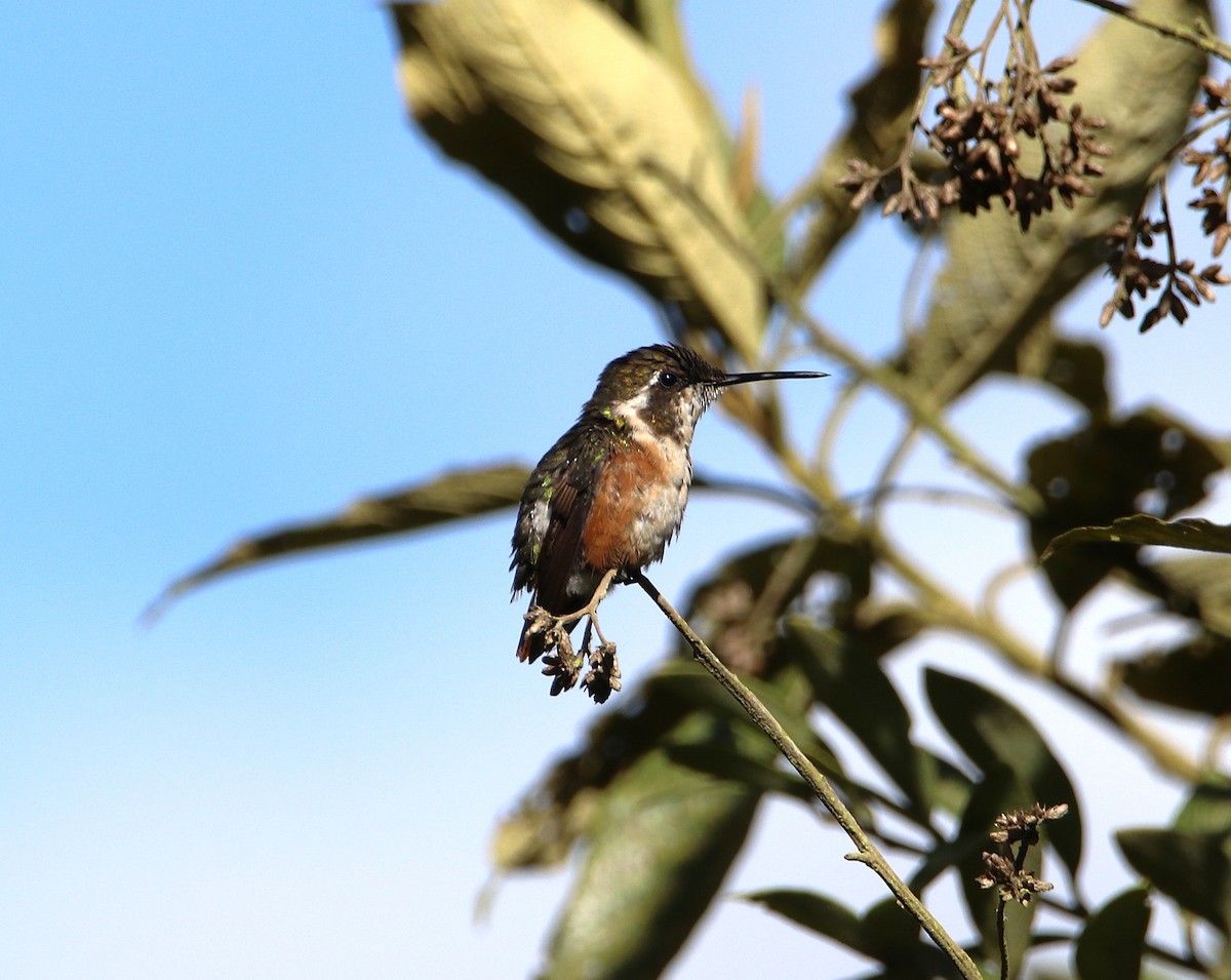 White-bellied Woodstar - ML646115912