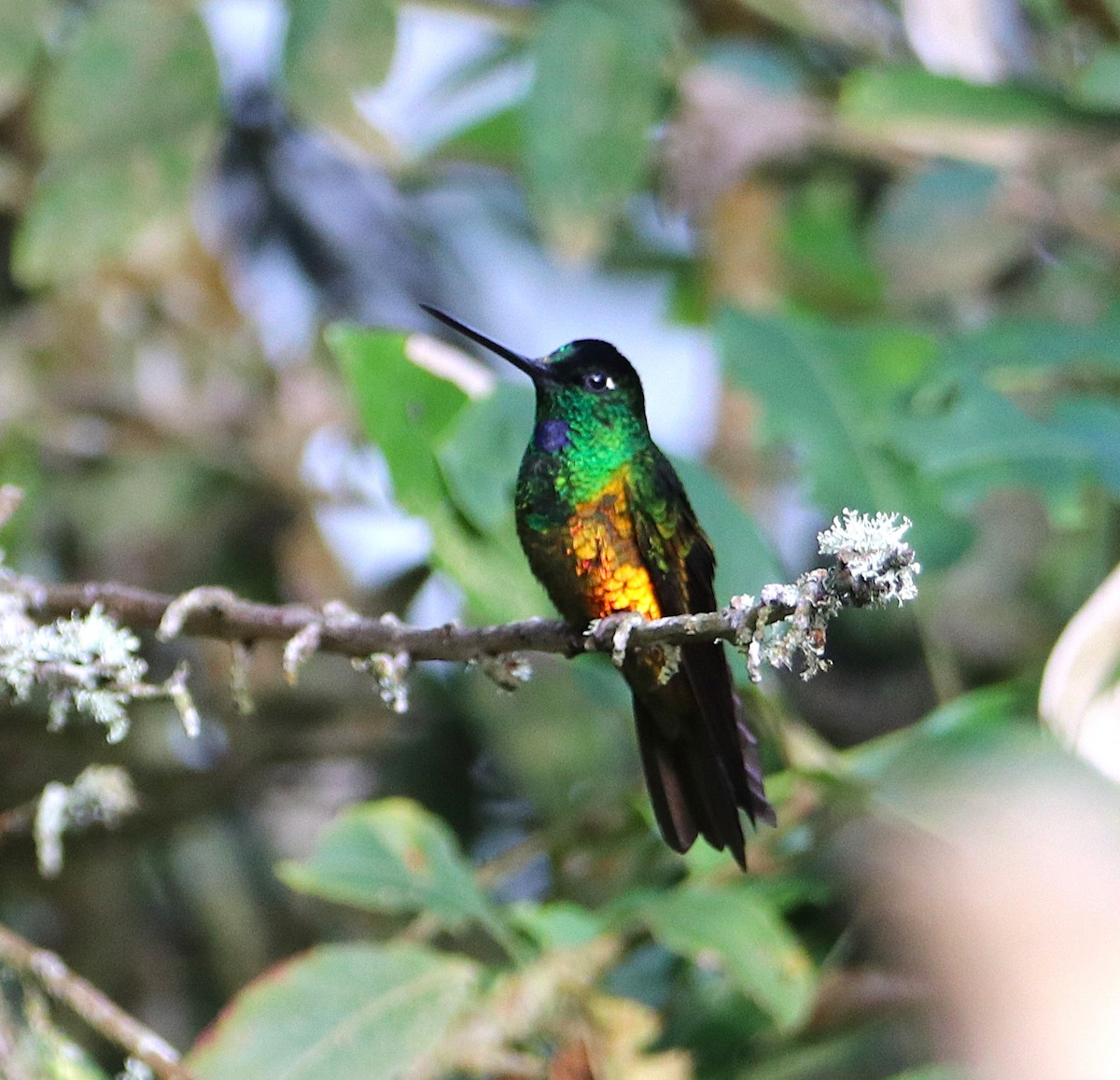 Golden-bellied Starfrontlet - ML646115918