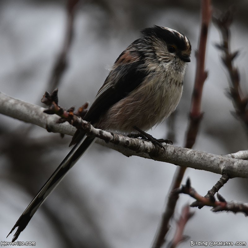 Long-tailed Tit - ML646115920