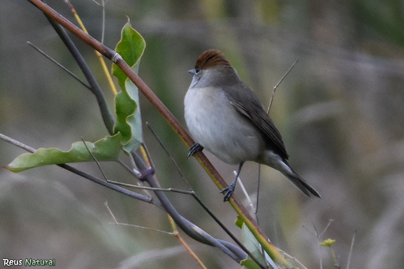 Eurasian Blackcap - ML646115924