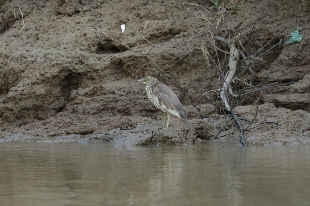 אנפית סינית - ML646115929