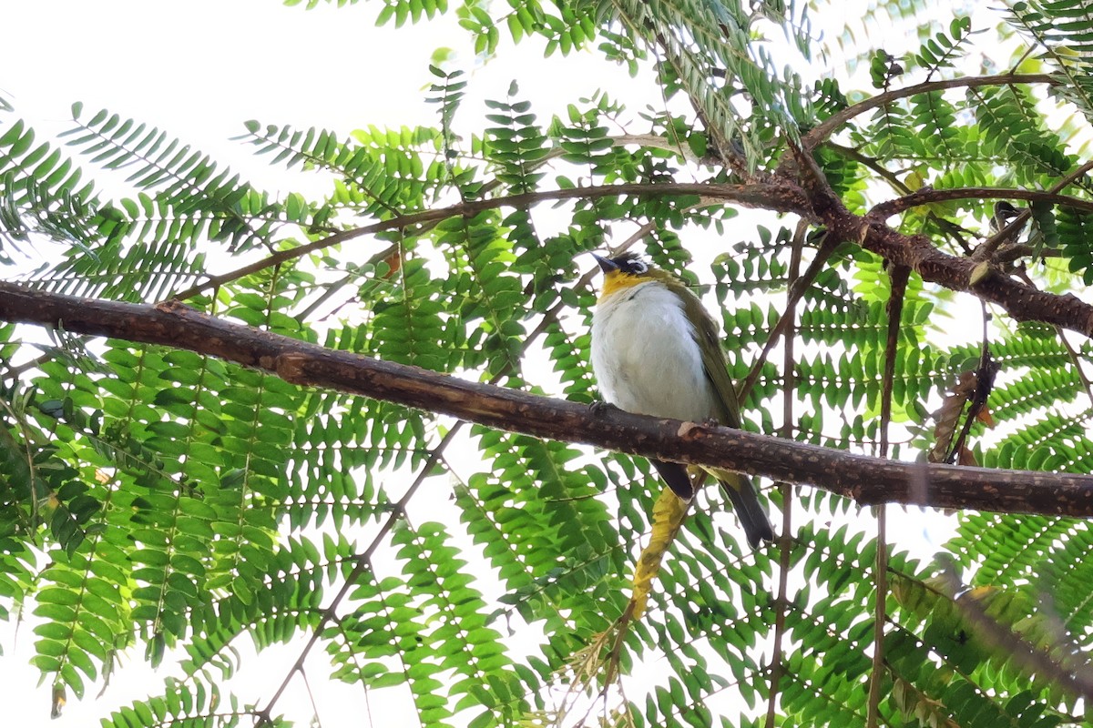 Black-fronted White-eye - ML646115930