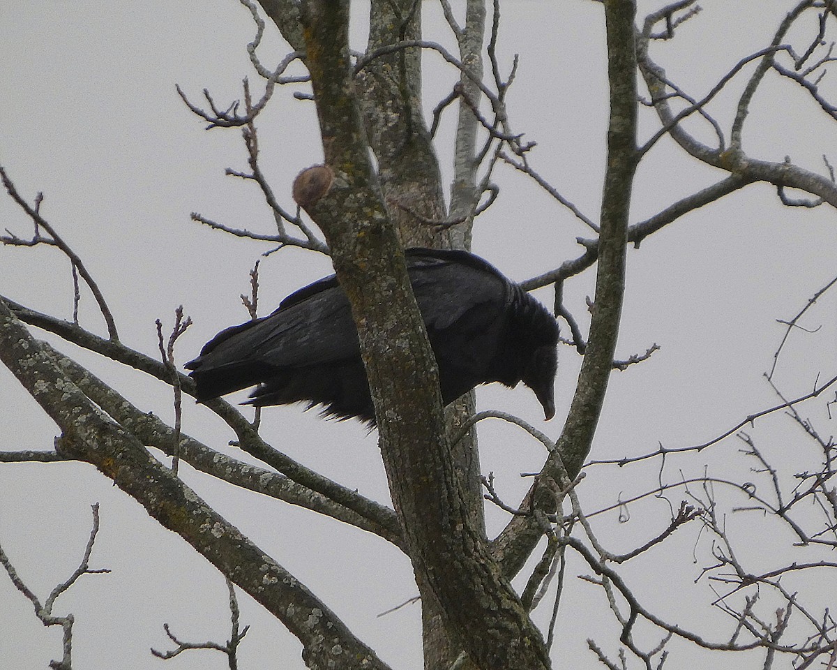 Black Vulture - ML646115931
