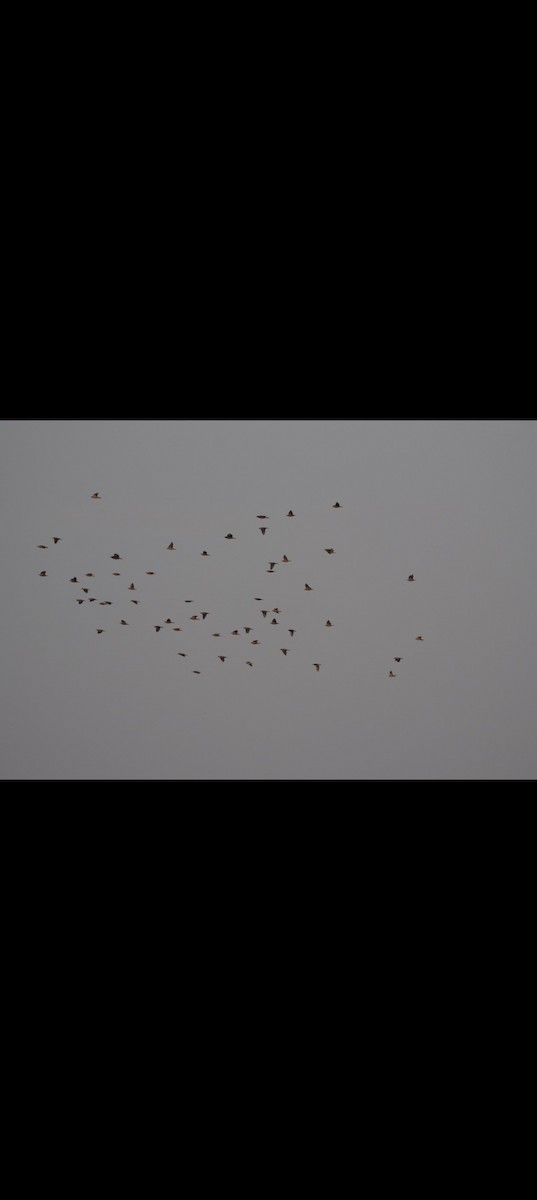 Chestnut-tailed Starling - ML646115932