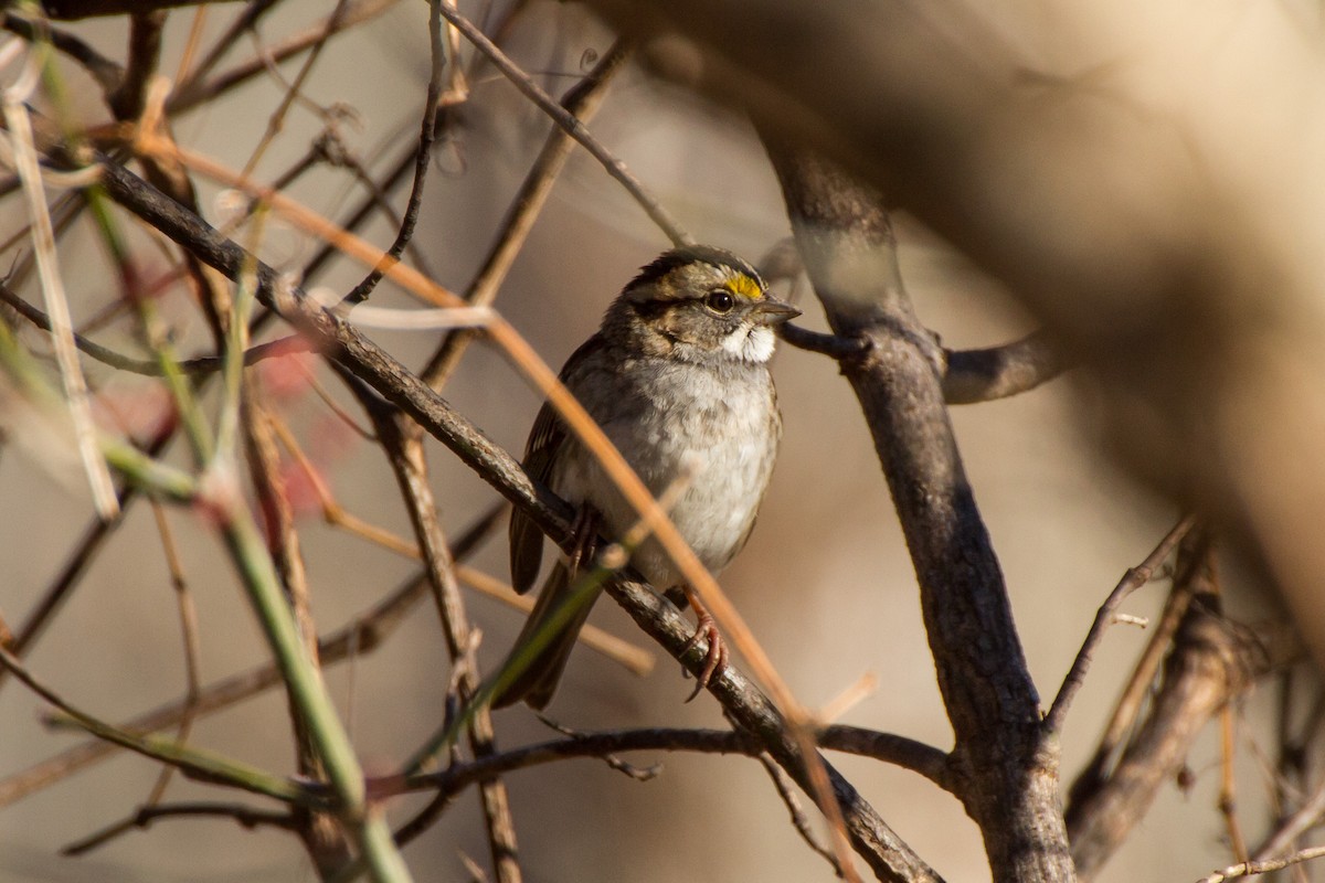 גיבתונית לבנת-גרון - ML646115933