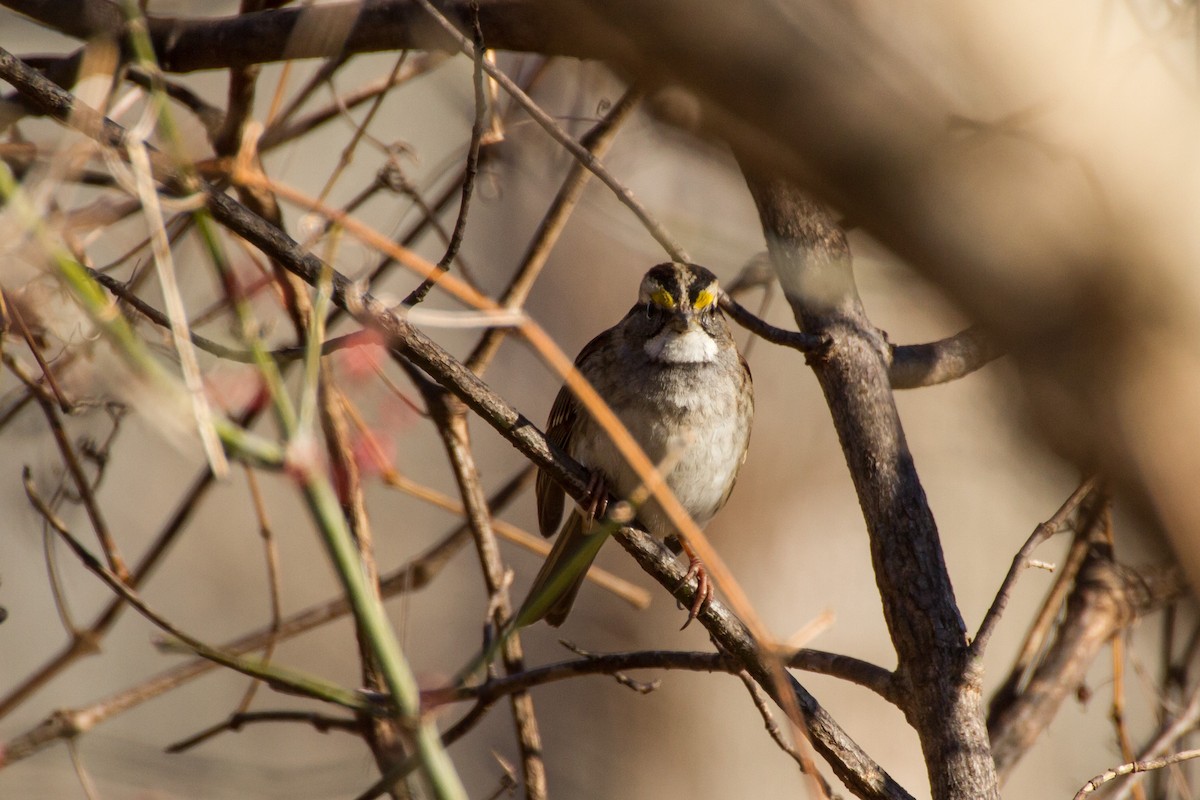 גיבתונית לבנת-גרון - ML646115934